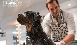 老汪爆料虎豹视频大全集,虎豹视频大全集背后的精彩故事