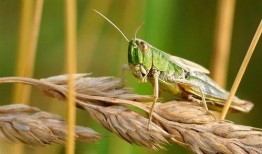 蝗虫实验室爆料图片视频,蝗虫生存状态与繁殖习性图文视频解析