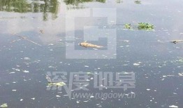 爆料如皋钓鱼视频大全,视频大全揭秘垂钓魅力