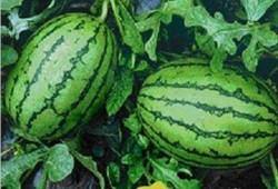 tg网红吃瓜频道,带你领略娱乐圈幕后风云