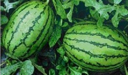 tg网红吃瓜频道,带你领略娱乐圈幕后风云