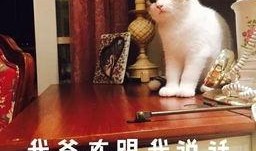 吃瓜猫抖音网红是谁,揭秘网红背后的故事与魅力”