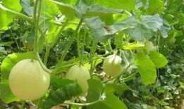 甜瓜娱乐爆料君是谁,幕后推手竟是...