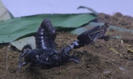 蝗虫实验室爆料图片视频,蝗虫生存状态与繁殖习性图文视频解析