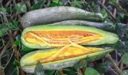 都有哪些网红吃瓜,盘点那些热门话题背后的幕后故事