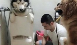 网友爆料狗狗被扎伤了视频,狗狗惨遭扎伤，现场画面令人揪心