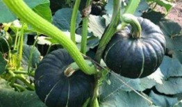 扬州网红事件吃瓜,揭秘网络舆论的风暴与真相