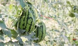 今日吃瓜各大网红爆料是真的吗,今日吃瓜事件真相揭秘