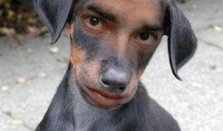 网友爆料狗狗被扎伤了视频,狗狗惨遭扎伤，现场画面令人揪心