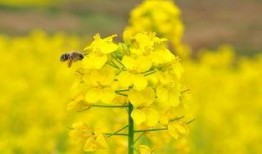 颖儿油菜花爆料了吗视频,颖儿油菜花爆料视频幕后真相揭晓
