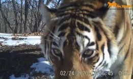 老汪爆料虎豹视频大全最新,老汪最新爆料，高清视频大全震撼来袭！