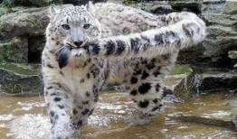 老汪爆料虎豹视频大全集,虎豹视频大全集背后的精彩故事