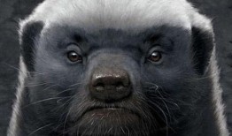 最新户外平头哥被爆料,揭秘神秘生物的神秘面纱