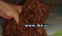 圈内泰迪爆料视频,揭秘视频背后的惊人真相