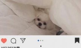 司马家族爆料视频播放,揭秘家族秘闻与幕后真相