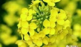 颖儿油菜花爆料了吗视频,颖儿油菜花爆料视频幕后真相揭晓