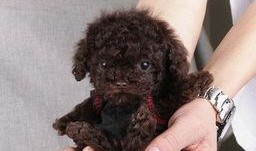 圈内泰迪爆料视频,揭秘视频背后的惊人真相