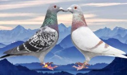 蝗虫实验室爆料图片视频,蝗虫生存状态与繁殖习性图文视频解析