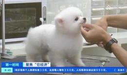 爆料宠物博主视频大全,萌宠日常大盘点