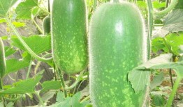 安丘大瓜爆料视频最新,揭秘惊人内幕，真相令人震惊！