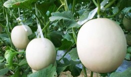 甜瓜娱乐爆料君是谁,幕后推手竟是...