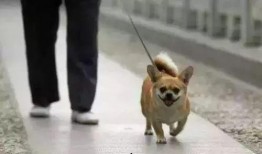 网友爆料狗狗被扎伤了视频,狗狗惨遭扎伤，现场画面令人揪心