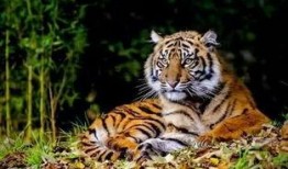 老汪爆料虎豹视频大全集,虎豹视频大全集背后的精彩故事