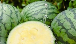 吃瓜黄料视频下载安装免费,吃瓜黄料视频，免费安装指南一网打尽