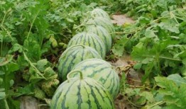 安丘大瓜爆料视频最新,揭秘惊人内幕，真相令人震惊！