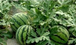 tg网红吃瓜频道,带你领略娱乐圈幕后风云