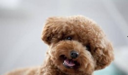 圈内泰迪爆料视频,揭秘视频背后的惊人真相