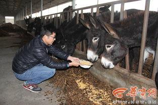 驴系青年娱乐吃瓜酱,揭秘娱乐圈幕后故事